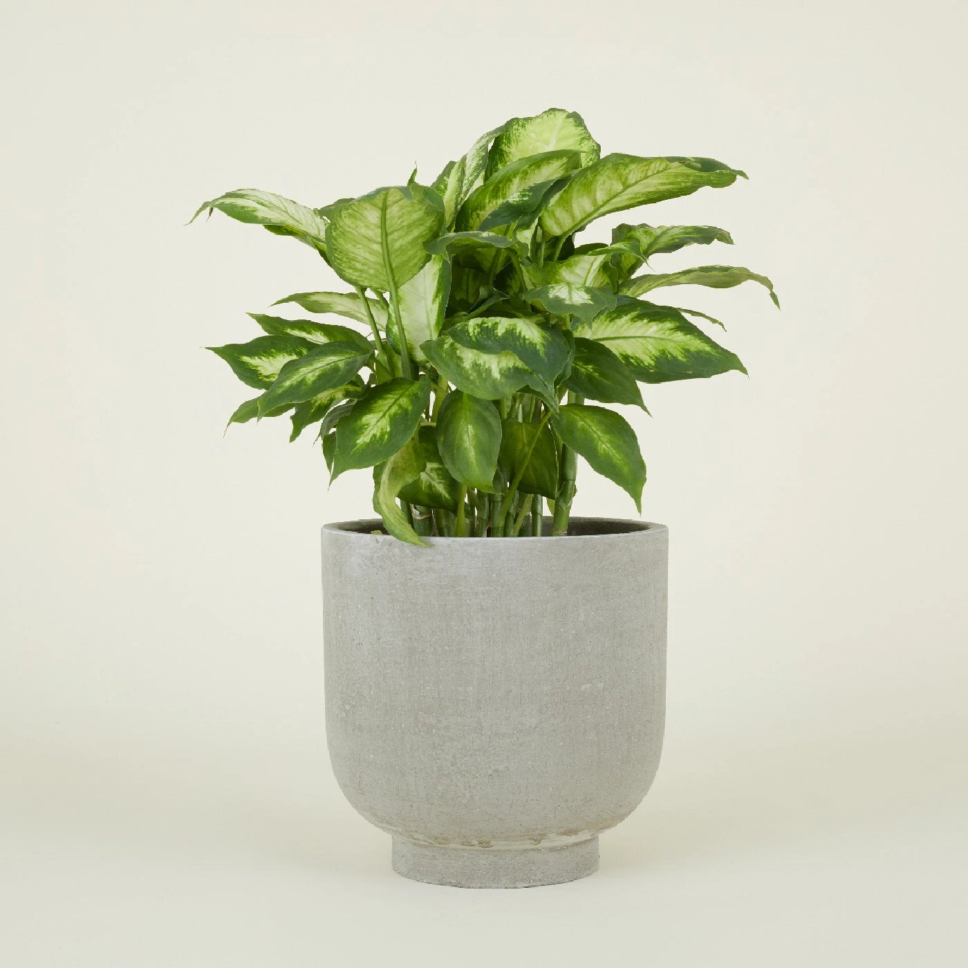 Footed Planter - Fiber Cement - Image 7