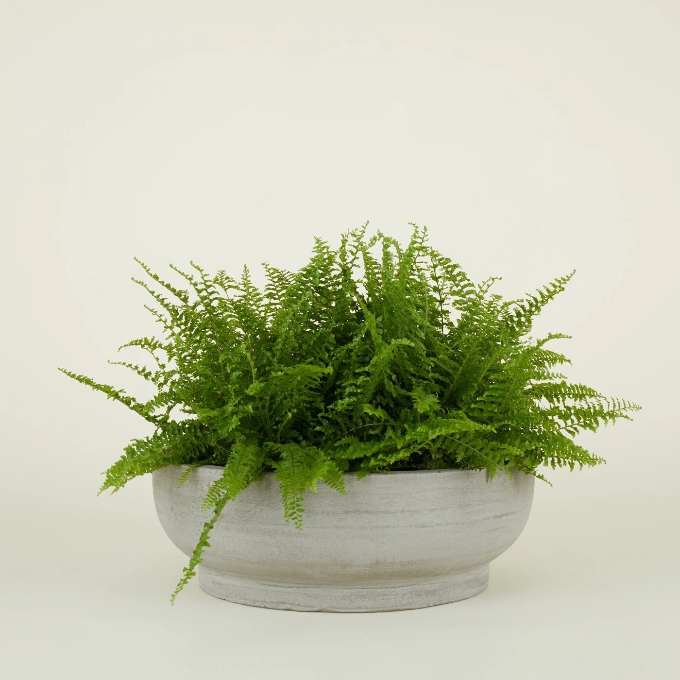 Footed Bowl Planter - Fiber Cement - Image 5
