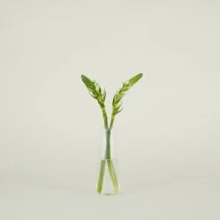 Aurora Slim Drop Vase - Clear